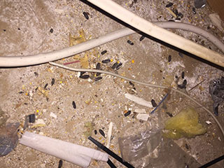 Rodent Proofing Services | Attic Cleaning Irvine, CA Rodent Proofing Services | Attic Cleaning Irvine, CA